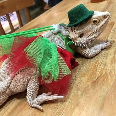 Bearded Dragon Lizard Leash Harness Adjustable(S,M,L, 3 Pack) Bearded Dragon Costume and Hat Lizard Layered Rainbow Tutu Skirt Hat Set for Amphibians and Other Small Pet Animals (Green Set) - Image 5
