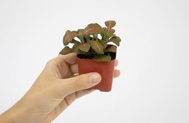 Altman Plants Live Houseplants (12PK), Indoor Plants for Delivery Prime, Live Plants and Gardening Gifts for Plant Lovers, Planters for Indoor Plants with Potting Soil, Live House Plants Indoors Live - Image 9