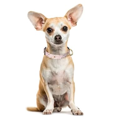 TMOODEL Reflective Dog Collar for Extra Small Dogs, Cute Flower Theme Adjustable Heavy-Duty Nylon Puppy Collar for Boy and Girl Female, Soft Pet Accessories with Quick Release Buckle, Neck 8-12", Pink - Image 2