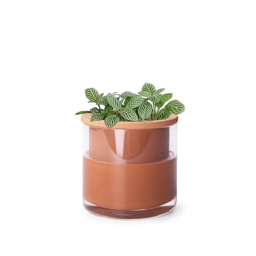 Phoenix Vine 4 Inch Self Watering Plants Pot, Design Terracotta Pot for Plants, Indoor Cylinder Terra Cotta Planter with Glass Vase, Set of 1, 51-A-E-1 - Image 1