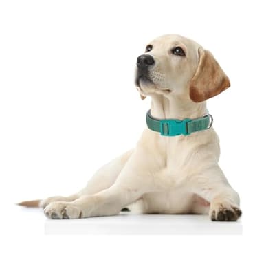 Teal Reflective Dog Collars for Medium Dogs, Highly Reflect Safety Neoprene Padded Basic Durable Soft Nylon Boy Dog Collar Adjustable for Xs Small Medium Large Male Pet Dogs, Turquoise M - Image 2