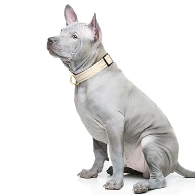 TMOODEL Reflective Dog Collar for Medium Dogs, Cute Adjustable Heavy-Duty Nylon Puppy Collars for Boy and Girl Female, Soft Pet Accessories with Quick Release Buckle, Neck 14-20", Beige - Image 2