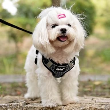 PUPTECK Dog Harness and Leash Set Small Sized, Step in No Pull Adjustable Puppy Cat Harness Reflective Pet Vest - Image 5