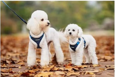 PawPosh Luxury Winter Warm Soft Padded Dog Harness and Leash Set - Denim Chic, No Pull, Complete Set - Medium, Blue and White - Image 7