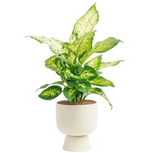 Costa Farms Dieffenbachia, Live Indoor Plant in Décor Plant Pot, Potted Houseplant in Potting Soil Mix, Real Plants Gift for Mom, Dad, 12-14 Inches Tall - Image 1