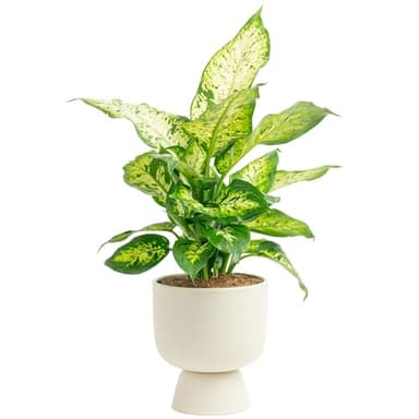 Costa Farms Dieffenbachia, Live Indoor Plant in Décor Plant Pot, Potted Houseplant in Potting Soil Mix, Real Plants Gift for Mom, Dad, 12-14 Inches Tall - Image 1