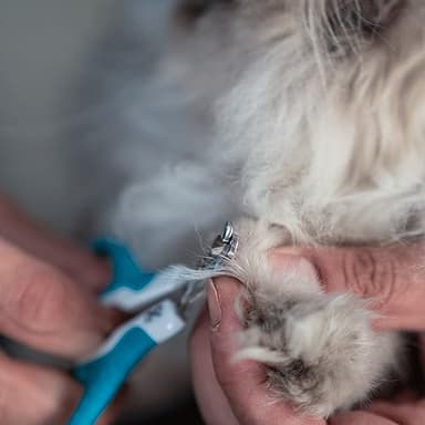 Mr. Pen- Cat Nail Clipper, Pet Nail Trimmers, Kitten Claw Clippers, Easy to Use, Precision and Sharp Cut - Image 6