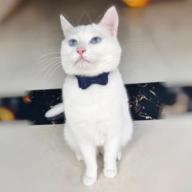 2PCS Cat Collar Bowtie,Kitten Collars with Stylish Plaid Patterns,English Style Leather Cat Collar with Adjustable Length from 8-11in (Red/Blue) - Image 5