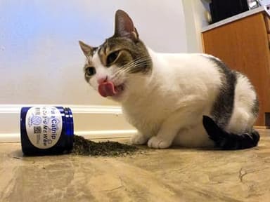 The Cat's MeWow 100% Pure Catnip - All Natural, Non-Addictive Treat for Cats & Kittens - Image 2