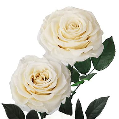 White Roses Handmade Preserved Rose in Glass Dome, Preserved Flowers Never Withered, Birthday Gifts for Women (13 inch) - Image 3