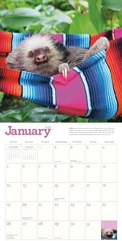 Original Sloths Wall Calendar 2025: The Ultimate Experts at Slowing Down - Image 5