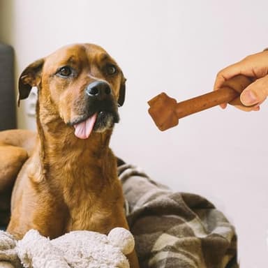 Jungle Calling Rawhide Free Dog Treats, Peanut Butter Bones, 6.5'' Pet Chews for Medium and Large Dogs,Digestible Chewing Snacks,4 Count (Pack of 1) - Image 9