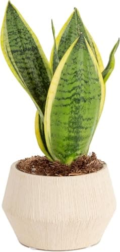 Costa Farms Snake Plant, Live Indoor Sansevieria Plant, Easy to Grow Succulent Houseplant Potted in Indoor Plant Pot, Potting Soil Mix, Home and Room Decor, Fits Shelves, Tabletops, 8-Inches Tall - Image 1