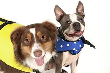 Seachoice Dog Life Vest, Adjustable Life Jacket for Dogs, w/Grab Handle, Yellow, Size XXS, Up to 6 Lbs. - Image 8