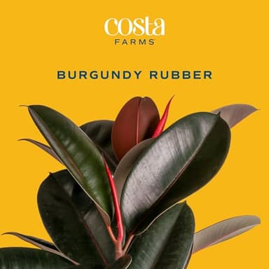 Costa Farms Burgundy Rubber Plant, Live Indoor Ficus Elastica Tree, Live Indoors Houseplant in Décor Planter Pot, Potting Soil Mix, Gift for Housewarming New House, Home or Office Decor, 2-3 Feet Tall - Image 2
