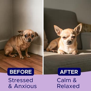 GOODGROWLIES Advanced Calming Chews for Dogs - Hemp Treat + Melatonin + Valerian - Relaxing Bites - Calming Care - Anti-Anxiety & Stress Relief - Made in USA - Calm, Sleep Aid, Storms - 60Ct - Image 4