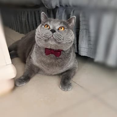 2PCS Cat Collar Bowtie,Kitten Collars with Stylish Plaid Patterns,English Style Leather Cat Collar with Adjustable Length from 8-11in (Red/Blue) - Image 7