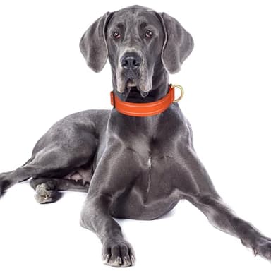 TMOODEL Reflective Dog Collar for Large Dogs, Cute Adjustable Heavy-Duty Nylon Puppy Collars for Boy and Girl Female, Soft Pet Accessories with Quick Release Buckle, Neck 16-24", Orange - Image 2