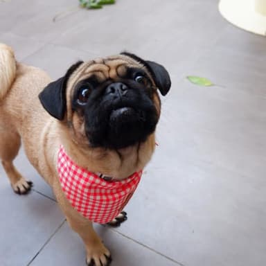 Duggyta Easy-Tie Triangle Dog Bandana with Unique Design, Red and White Plaid Pattern, Premium Soft Cotton Adjustable for Small Dogs, Available for All Seasons Style Pet Accessories - Image 4