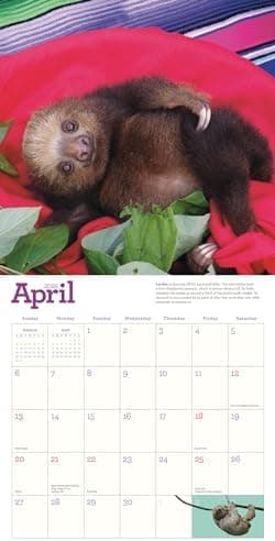 Original Sloths Wall Calendar 2025: The Ultimate Experts at Slowing Down - Image 6