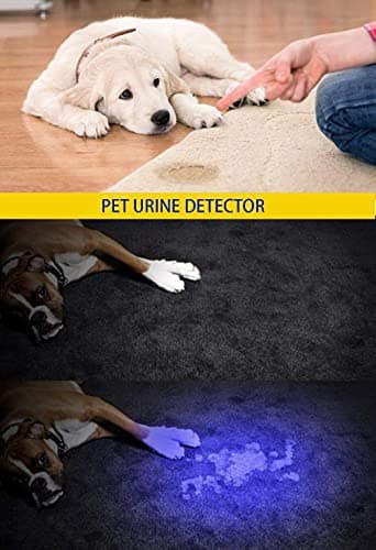 DARKBEAM UV 395nm Flashlight Ultraviolet led Light Blacklight Wood's lamp Portable 400nm Mini Detector for Dog/Cat Urine Pet Stains, Anti-counterfeiting Identification, Resin Curing,2 Pack - Image 2