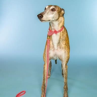 Dolly Doggy Parton Dog Harnesses and Leash/Collar Set Collection, Red Gingham Collar Leash Set, Large - Image 4