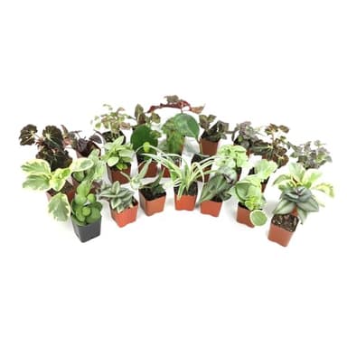 Altman Plants Live Houseplants (12PK), Indoor Plants for Delivery Prime, Live Plants and Gardening Gifts for Plant Lovers, Planters for Indoor Plants with Potting Soil, Live House Plants Indoors Live - Image 11
