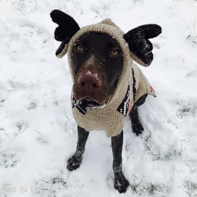 Chilly Dog Moosey Hoodie (XX-Small) - Image 6
