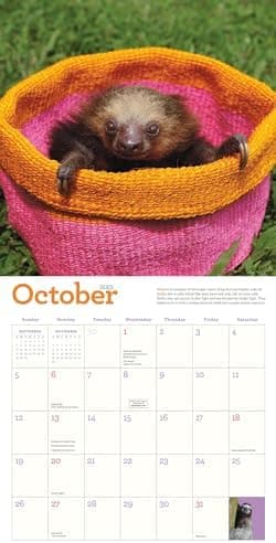 Original Sloths Wall Calendar 2025: The Ultimate Experts at Slowing Down - Image 7