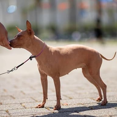 Red Dog Collar - 26'' Adjustable Waterproof PVC Slip Collar for Dog Show & Training - Image 2