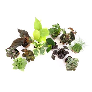 Altman Plants Live Houseplants (12PK), Indoor Plants for Delivery Prime, Live Plants and Gardening Gifts for Plant Lovers, Planters for Indoor Plants with Potting Soil, Live House Plants Indoors Live - Image 5