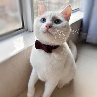 2PCS Cat Collar Bowtie,Kitten Collars with Stylish Plaid Patterns,English Style Leather Cat Collar with Adjustable Length from 8-11in (Red/Blue) - Image 6