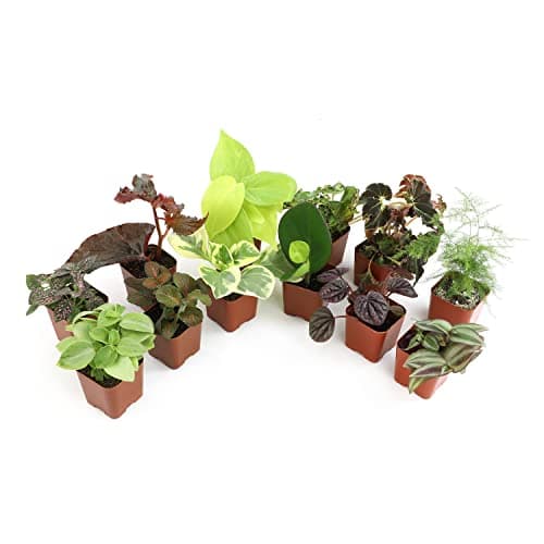 Altman Plants Live Houseplants (12PK), Indoor Plants for Delivery Prime, Live Plants and Gardening Gifts for Plant Lovers, Planters for Indoor Plants with Potting Soil, Live House Plants Indoors Live - Image 1