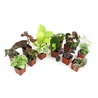 Altman Plants Live Houseplants (12PK), Indoor Plants for Delivery Prime, Live Plants and Gardening Gifts for Plant Lovers, Planters for Indoor Plants with Potting Soil, Live House Plants Indoors Live - Image 1