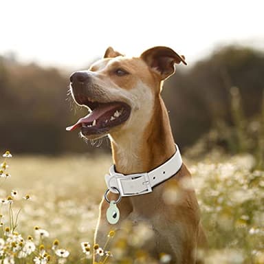 Wisedog Waterproof Dog Collar, Adjustable Soft Rubber Coated Webbing, Odor-Proof and Easy to Clean for Small Medium Large Dogs, with Airtags Case(S|8.5"-12.5" × 4/5 in, Gray) - Image 5