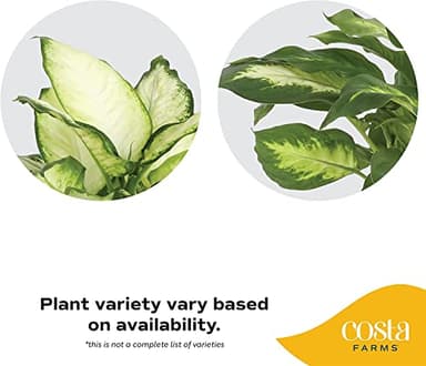 Costa Farms Dieffenbachia, Live Indoor Plant in Décor Plant Pot, Potted Houseplant in Potting Soil Mix, Real Plants Gift for Mom, Dad, 12-14 Inches Tall - Image 4