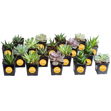 Costa Farms Succulents, Live Succulent Plants (18-Pack) Assorted Grower's Choice Live House Plants, Nursery Planter Pots, Potting Soil Mix, Bulk Gift for Baby Shower, Bridal Shower, DIY, Party Favors - Image 1