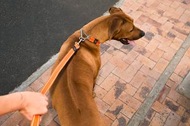 Reflective Dog Leash for Medium Dogs, 5/8" wide, 6' long, Yellow - Image 3