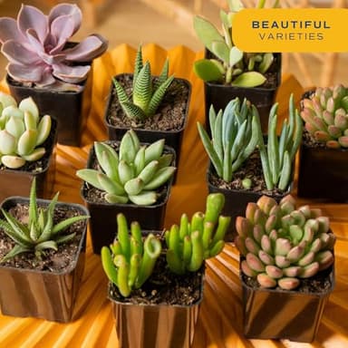 Costa Farms Succulents, Live Succulent Plants (18-Pack) Assorted Grower's Choice Live House Plants, Nursery Planter Pots, Potting Soil Mix, Bulk Gift for Baby Shower, Bridal Shower, DIY, Party Favors - Image 2