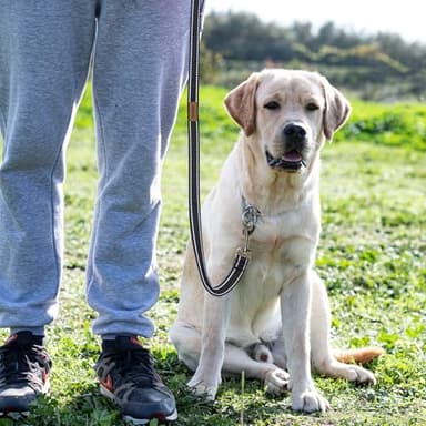 Pet & Posh Reflective Dog Leash - Premium Neoprene Padded Leash, Adjustable & Breathable Nylon for Safety and Style (Black, 6 ft Narrow) - Image 7