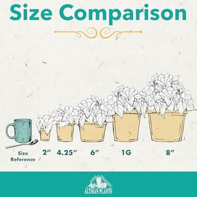 Altman Plants, Live Snake Plant, Sansevieria trifasciata Superba, Fully Rooted Indoor House Plant in Pot, Mother in Law Tongue Sansevieria Plant, Potted Succulent Plant, Houseplant in Potting Soil - Image 7