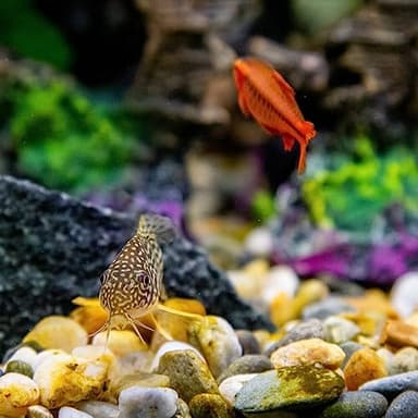 YISZM 5lbs Aquarium Rocks, 5/8" Natural Mixed Pebbles for Plants Decorative Polished River Rocks for Fish Tank, Landscaping, Gardening, Flower Pots, Vase Fillers, Indoor Water Fountains - Image 3