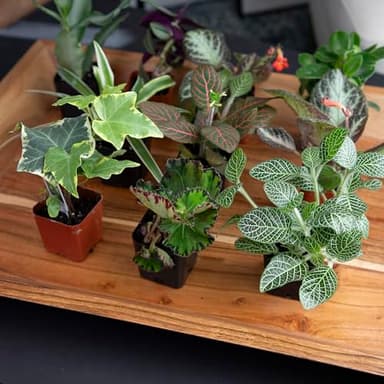 Altman Plants Live Houseplants (12PK), Indoor Plants for Delivery Prime, Live Plants and Gardening Gifts for Plant Lovers, Planters for Indoor Plants with Potting Soil, Live House Plants Indoors Live - Image 10