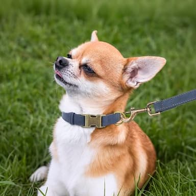 Didog Soft PU Leather Dog Collar, Stylish Quick Released Dog Collars for Small Dogs, Easy Clean Adjustable Pet Collar for Daily Walking, Blue, S Fit 10-16" Neck - Image 3