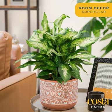 Costa Farms Dieffenbachia, Live Indoor Plant in Décor Plant Pot, Potted Houseplant in Potting Soil Mix, Real Plants Gift for Mom, Dad, 12-14 Inches Tall - Image 3