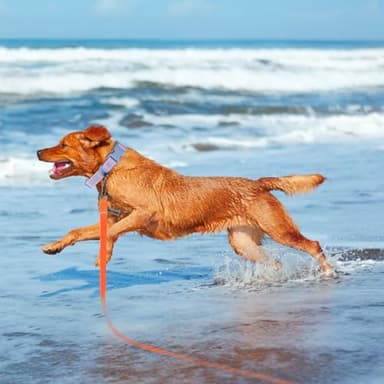 Wolfone 40ft Orange Long Leash - Waterproof Training Dog Leash for Recall, Swimming, Camping, Beach, Hunting, Walking - Image 5