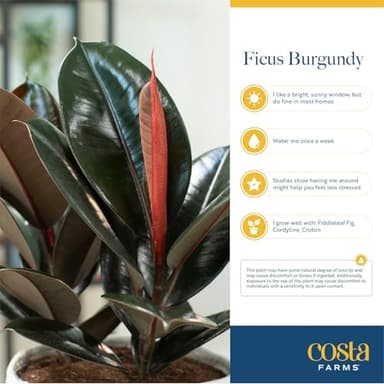Costa Farms Burgundy Rubber Plant, Live Indoor Ficus Elastica Tree, Live Indoors Houseplant in Décor Planter Pot, Potting Soil Mix, Gift for Housewarming New House, Home or Office Decor, 2-3 Feet Tall - Image 5