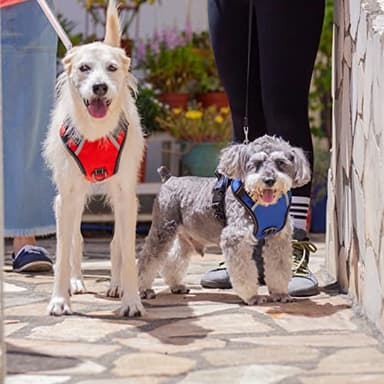 Puwihoe No Pull Dog Harness, Reflective Walking Dog Harness with Easy Control Handle and Front & Back Clips,Adjustable Breathable Soft Padded Dog Vest Harness for Large Medium Small Dogs,Orange,M - Image 6