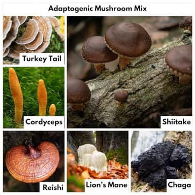 Nutricel Methylene Blue Capsules with Mushroom Extracts: Lion's Mane, Reishi, Cordyceps, Chaga, Shiitake, Turkey Tail - Trusted Made in America Brand - 7mg (USP Reference Compliant) (60ct) - Image 7