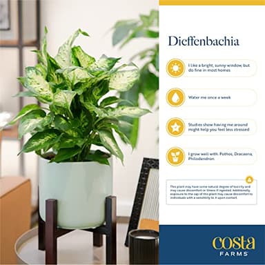 Costa Farms Dieffenbachia, Live Indoor Plant in Décor Plant Pot, Potted Houseplant in Potting Soil Mix, Real Plants Gift for Mom, Dad, 12-14 Inches Tall - Image 6